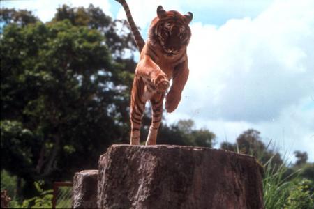 j'adore les tigres